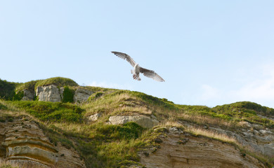 Young gull in flight