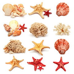 Collection of sea stars, shells and coral