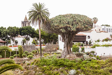 Fototapeta premium Drago Milenario, Tenerife