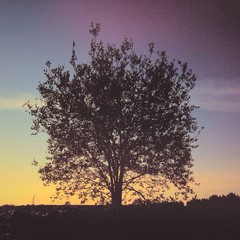 Tree silhouette on sunset