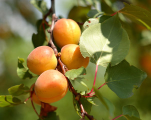 Ripe apricots