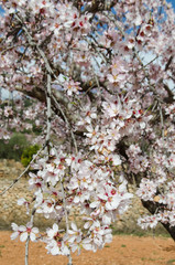 Blooming almond trees in a natural environment