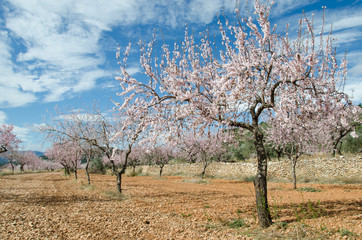 Blooming almond trees in a natural environment