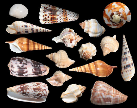 Set of different sea shells