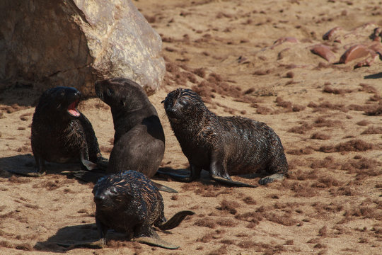 Seal pubs playing at the beach