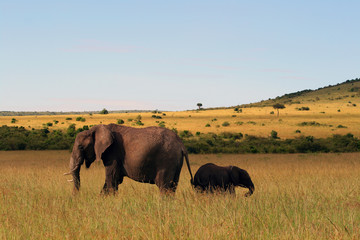 Naklejka premium Elefantes en la sabana