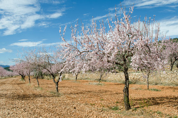 Blooming almond trees in a natural environment