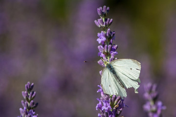 Lavendel, Schmetterling