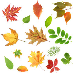 Collage of different leaves isolated on white