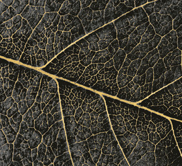 Grey leaf, close up