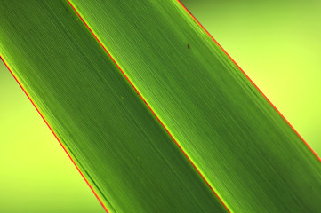 Flax leaf close-up showing structure