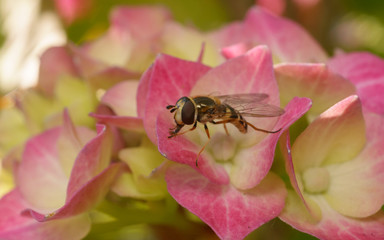 A Hoverfly feeding on a Hydrangea flower