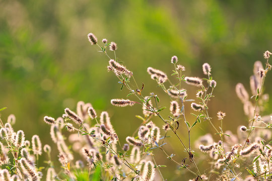 wild flowers on meaow