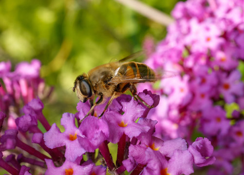 A Hoverfly feeding on a Buddleja