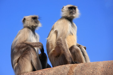 Gray langurs (Semnopithecus dussumieri) sitting at Ranthambore F