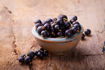 Schwarze Johannisbeeren frisch geerntet