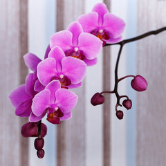 close up shot of pink orchid flower