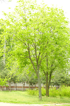 Spring tree in park, outdoors