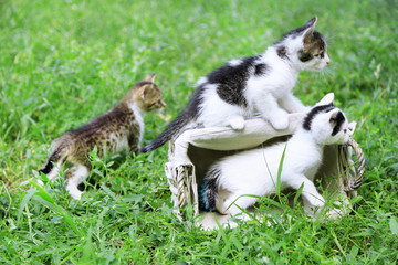 Naklejka na ściany i meble Cute little kittens, outdoors