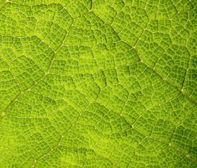Big Green Leaf Texture
