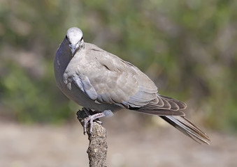 Obraz premium collared dove