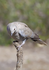 collared dove