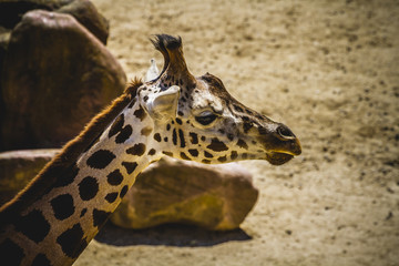 camelopardalis, beautiful giraffe in a zoo park
