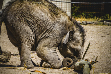 baby elephant playing with a log of wood