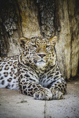 Fototapeta premium predator, beautiful and powerful leopard resting in the sun