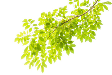 Obraz premium green leaves and branches on white background