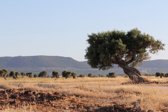 parco dune