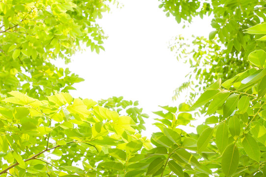 green leaves and branches