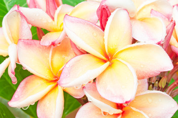Fototapeta na wymiar branch of tropical flowers frangipani (plumeria) with drops of w