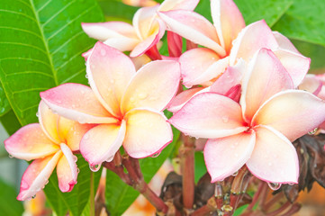 Branch of tropical flowers frangipani (plumeria) with drops of w