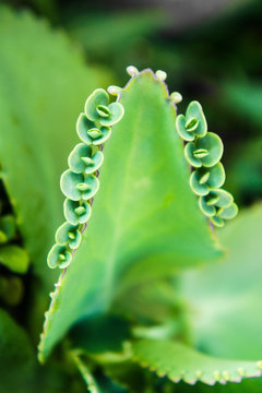 Kalanchoe pinnata