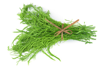 Acacia pennata isolated on white background