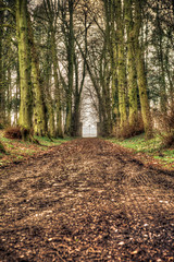 Green forest with iron gate brown leaves ground