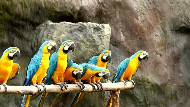 macaw in chiangmai nightsafari chiangmai Thailand