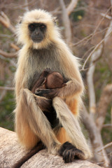 Fototapeta premium Gray langur (Semnopithecus dussumieri) with a baby sitting at Ra