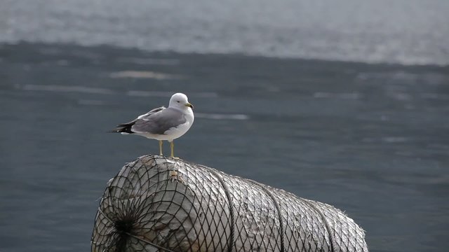 ブイに止まるカモメ1
