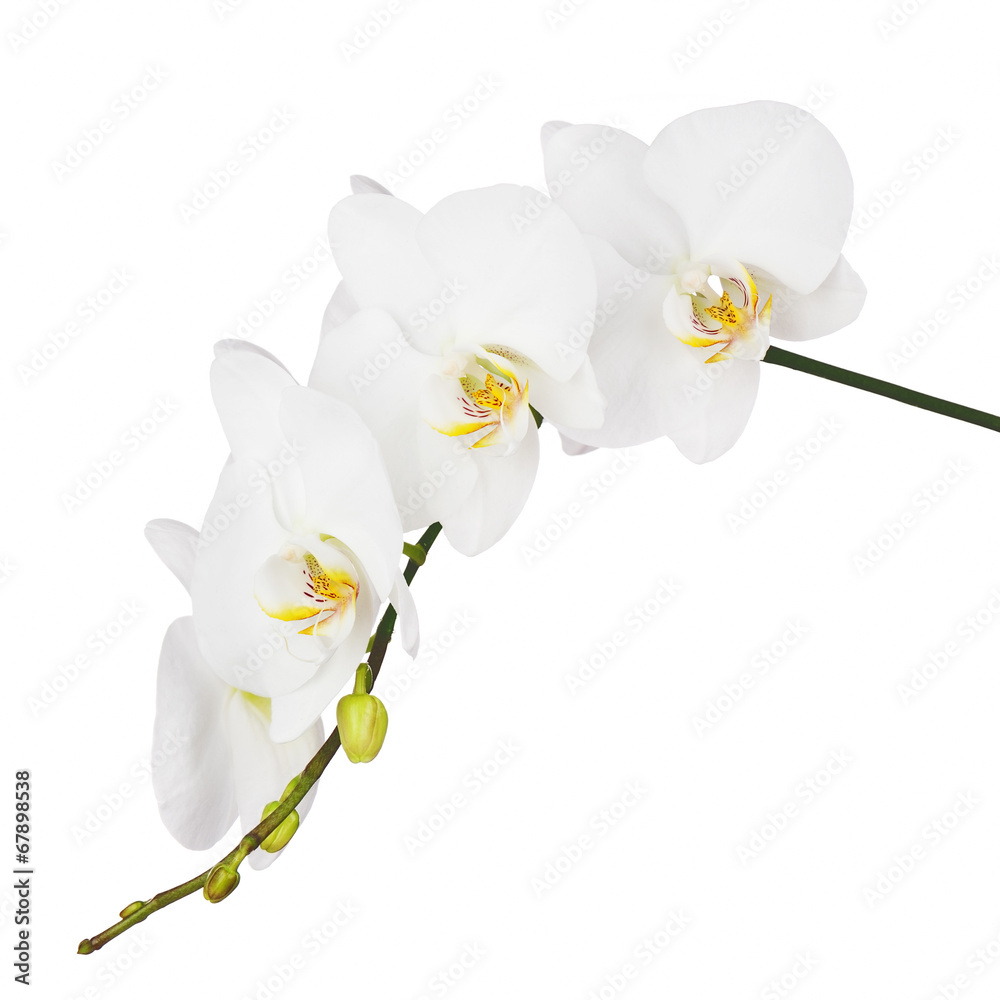 Poster orchid isolated on white background.