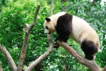 Papier Peint photo Autocollant Panda panda géant à chengdu, chine