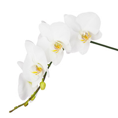 Orchid isolated on white background. © GLandStudio