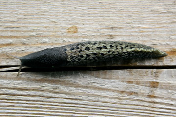 Pomrowikowate - Ślimak © fotodrobik