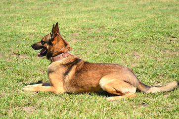German shepherd resting on green grass