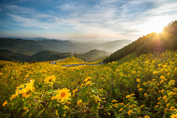 Fototapeta premium Tung bua tong