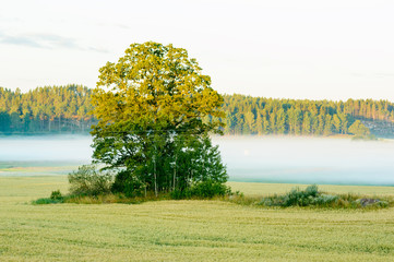 Early morning fog