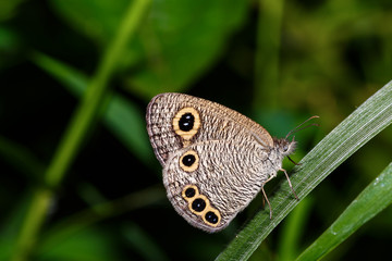 The Common Four-ring butterfly