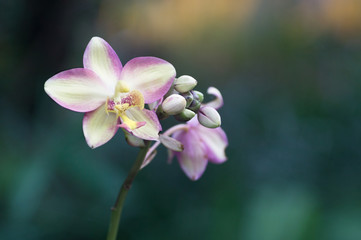 Naklejka na ściany i meble twig of pink orchid