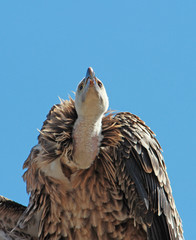 Provins spectacle des rapaces